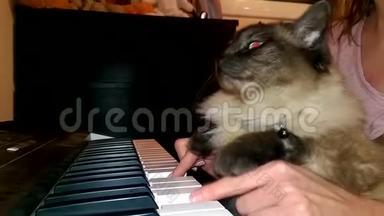 弹钢琴、键盘或风琴的滑稽猫。